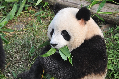 Großer Panda beim Fressen in Chengdu Großer Panda beim Fressen in Chengdu
