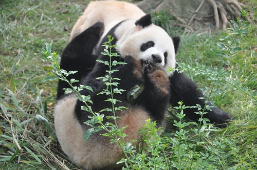 Große Pandas beim Kämpfen in Chengdu Große Pandas beim Kämpfen in Chengdu
