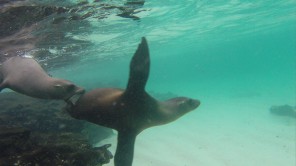 Bild: Galapagos Seelöwe unter Wasser