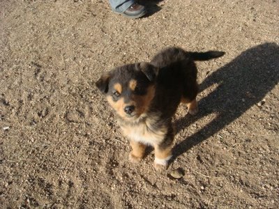Tereldsh Nationalpark - Mongolei - Hund