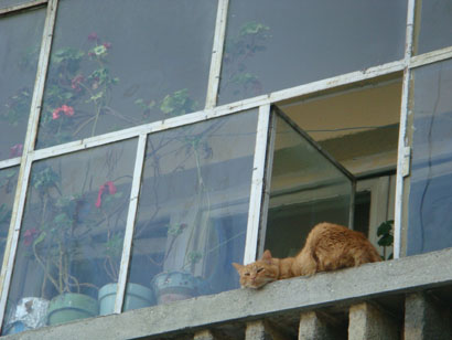 Bukarest - Katze