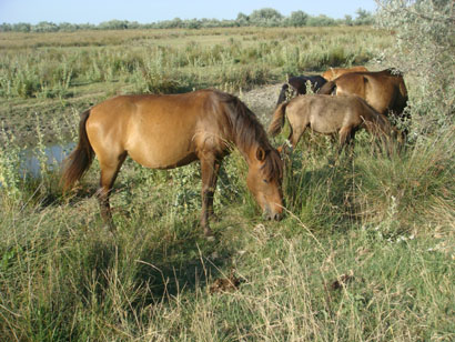 Pferde in Sf. Gheorghe im Donaudelta - Rumänien