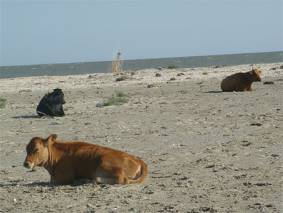 Kühe am Strand in Sfantu Gheorghe - Donaudelta - Rumänien