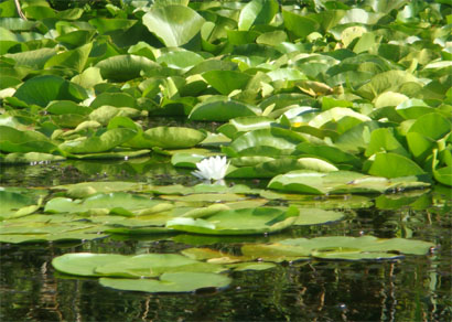 Donaudelta - Rumänien