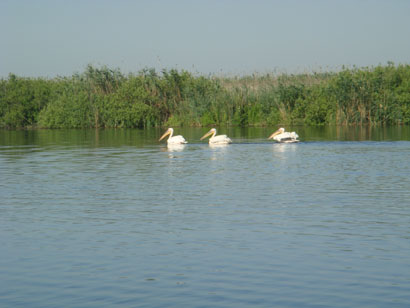 Pelikane im Donaudelta - Rumänien