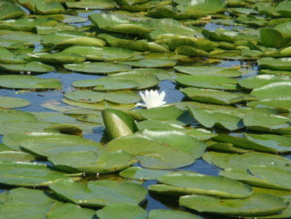 Seerosen im Donaudelta - Rumänien