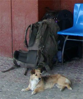 Hund passt im Bahnhof Medgidia (Rumänien) brav auf unsere Rucksäcke auf