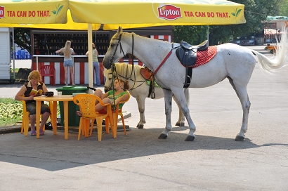Pferd im Gorki-Park