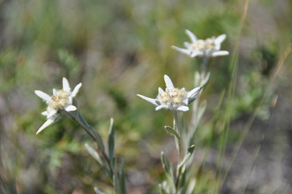 Edelweiss auf der Insel Olchon im Baikalsee