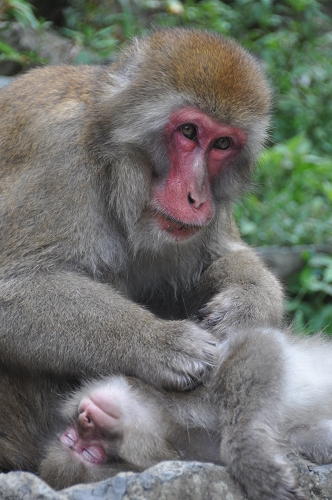 Yudanaka - Affen beim Lausen