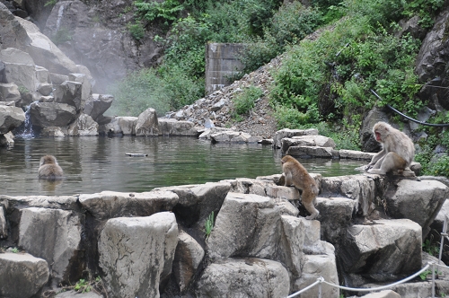 Yudanaka Affen-Onsen