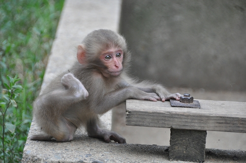 Yudanaka: Baby-Affe