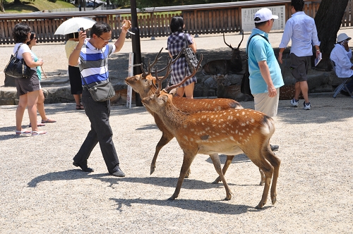 Rehe füttern in Nara