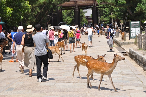 Rehe am Weg zum Tempel in Nara