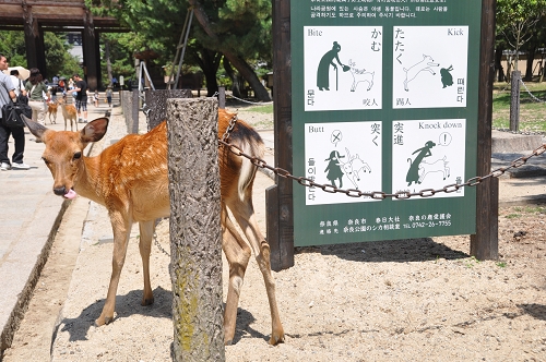 Warntafel Rehe und Hirsche in Nara