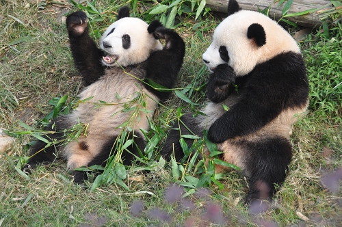 Großer Panda beim Fressen in Chengdu