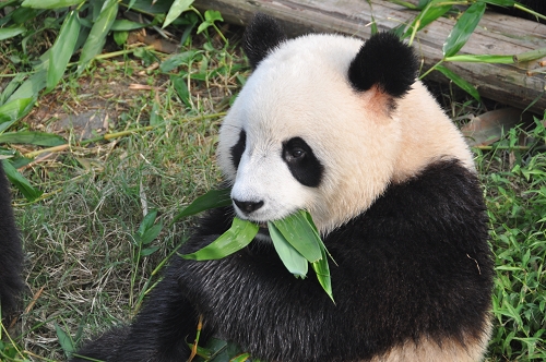 Großer Panda beim Fressen in Chengdu