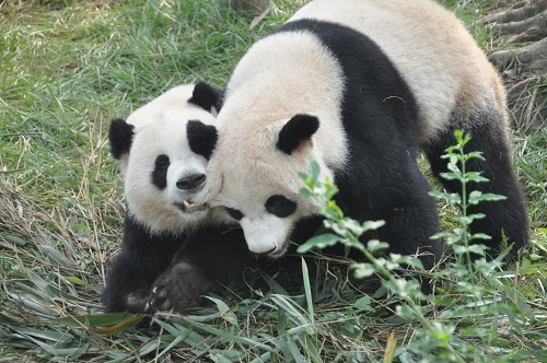 Große Pandas beim Kämpfen in Chengdu