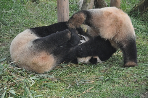 Große Pandas beim Kämpfen in Chengdu