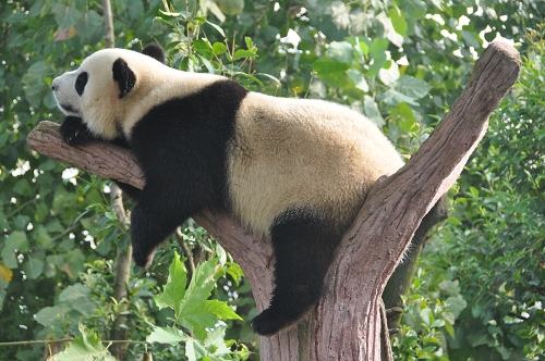 Großer Panda beim Schlafen in Chengdu
