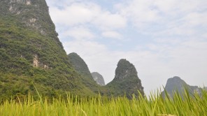 Gelb leuchtendes Reisfeld im Hintergrund die Berge rund um Yangshuo