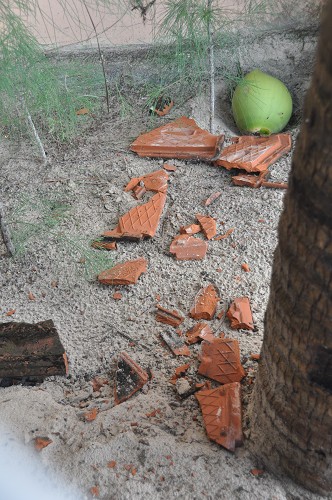 Bild: Kokosnuss zwischen kaputten Dachziegeln