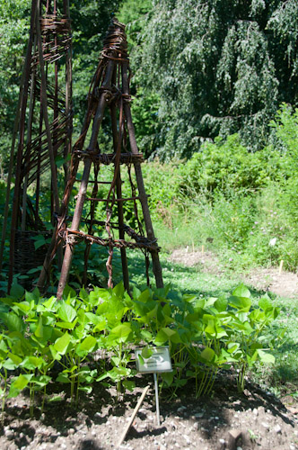 Bild: Botanischer Garten in Laibach
