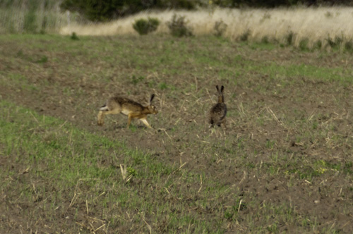 Bild: Hasen im Burgenland