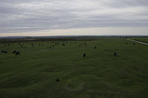 Bild: Pannonische Tiefebene im Seewinkel - Burgenland