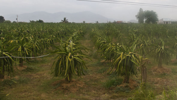 Drachenfrucht-Feld in der Nähe von Phan Thiet - Vietnam