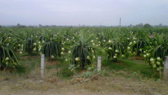 Drachenfrucht-Feld mit Blüten - Bild: Nguyen Vinh Phu