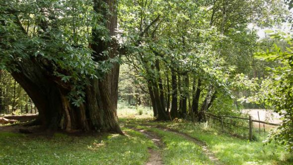 Die Radreise durchs Burgenland führt durch abwechslungsreiche Landschaft