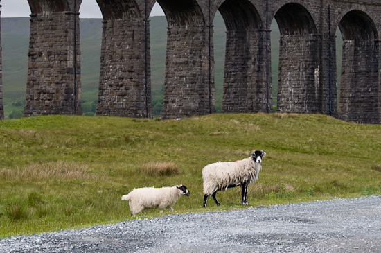 Bild: Schafe beim Ribblehead-Viadukt in England