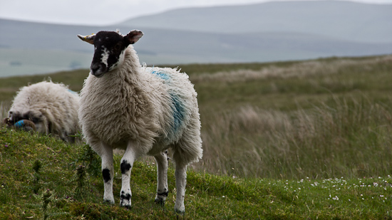 Schafe in Ribblehead