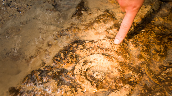 Bild: Ammoniten im Almkanal