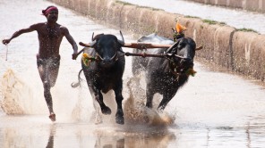 Bild: Kambala in Ikala Bava