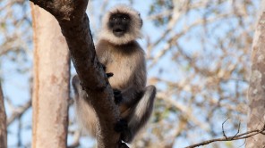Bild: Langur im Nagarahole Tiger Reserve