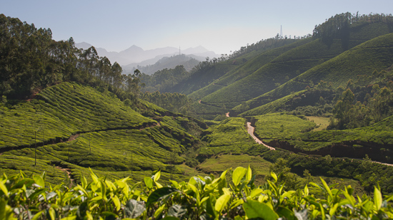 Bild: Teeplantagen rund um Munnar