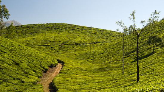 Bild: Teeplantagen in Munnar