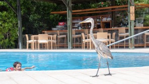 Bild: Reiher am Pool des Finch Bay Hotel auf Santa Cruz