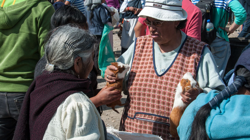 Bild: Meerschweinchen am Markt in Ecuador