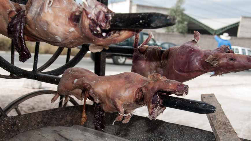 Bild: Meerschweinchen am Grill