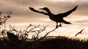 Bild: Vogel bei Sonnenuntergang