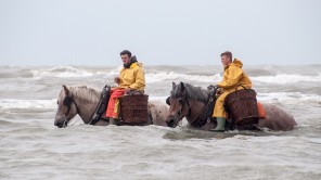 Bild: Krabbenfischer in der Nordsee