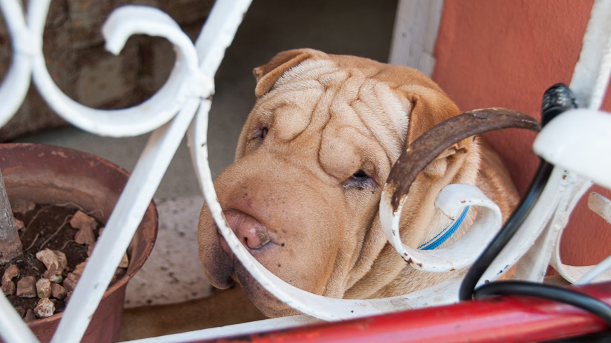 Bild: Hund Floppy in einer Casa Particular in Trinidad