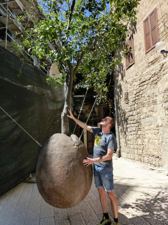 Olivenbaum in Jaffa