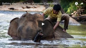 Bild: Video vom Elefanten baden in Sen Monorom