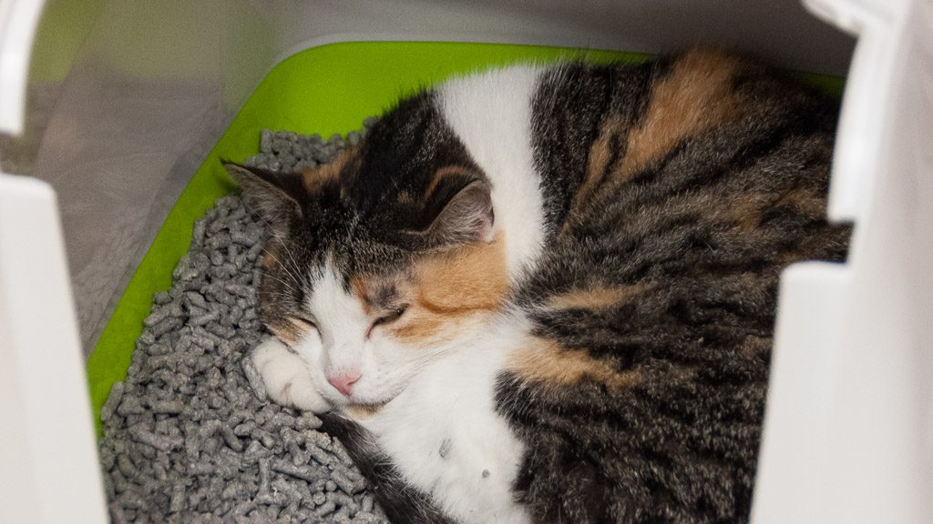 DreamCATchers: Katze Moody schläft im Privatbereich