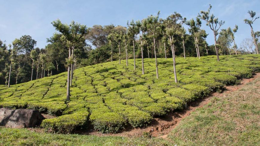 Teeplantagen entlang der Nilgiri Bergeisenbahn