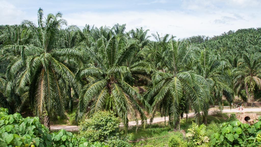 Ölpalmen Plantage in Malaysia
